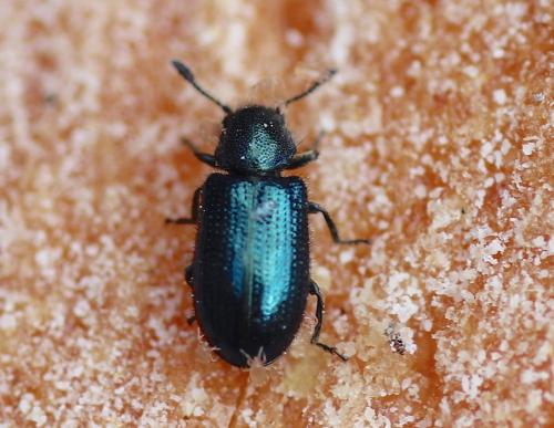 Réf. 205 016 : Necrobia violacea